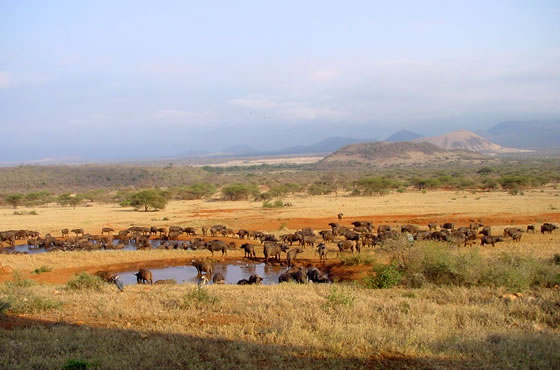 2 Days 1 Night Tsavo East and West Safari